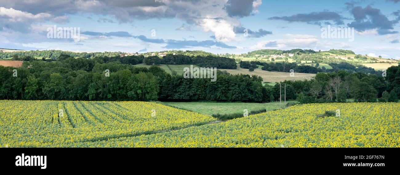 landscape in french morvan with sunflowers under blue sky with clouds