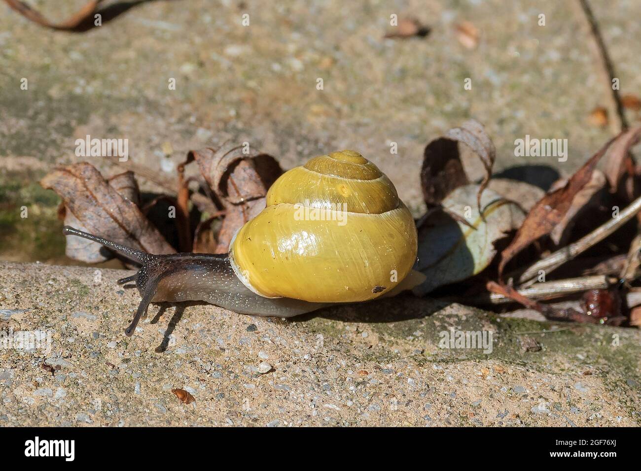 Common garden snail with yellow shell. Cornu aspersum, known by the common name garden snail, is a species of land snail in the family Helicidae Stock Photo