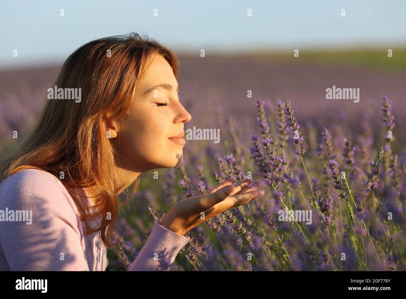 Side view portrait of a relaxed woman smelling lavender flowers in a field at sunset Stock Photo