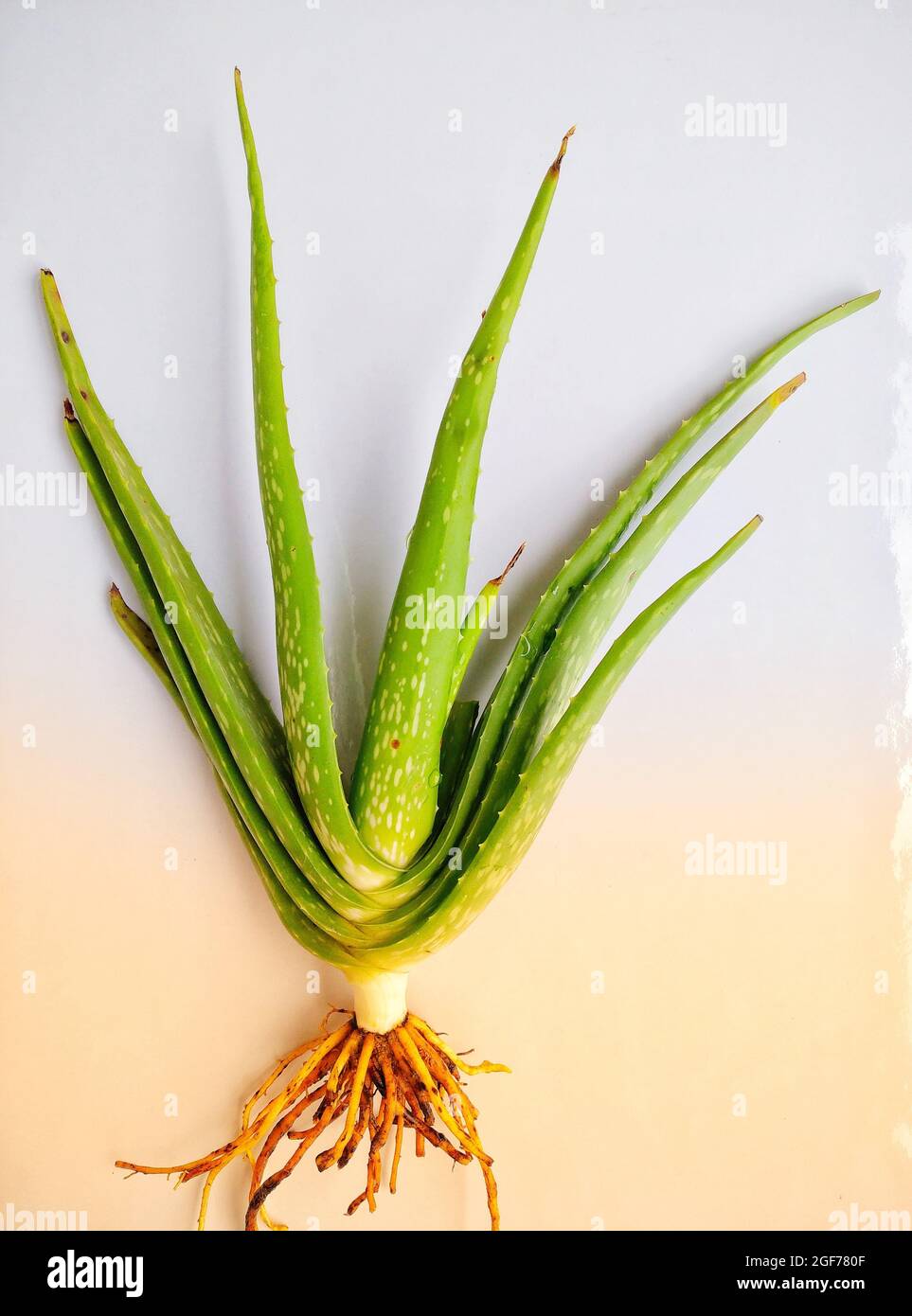 Aloe vera roots hi-res stock photography and images - Alamy