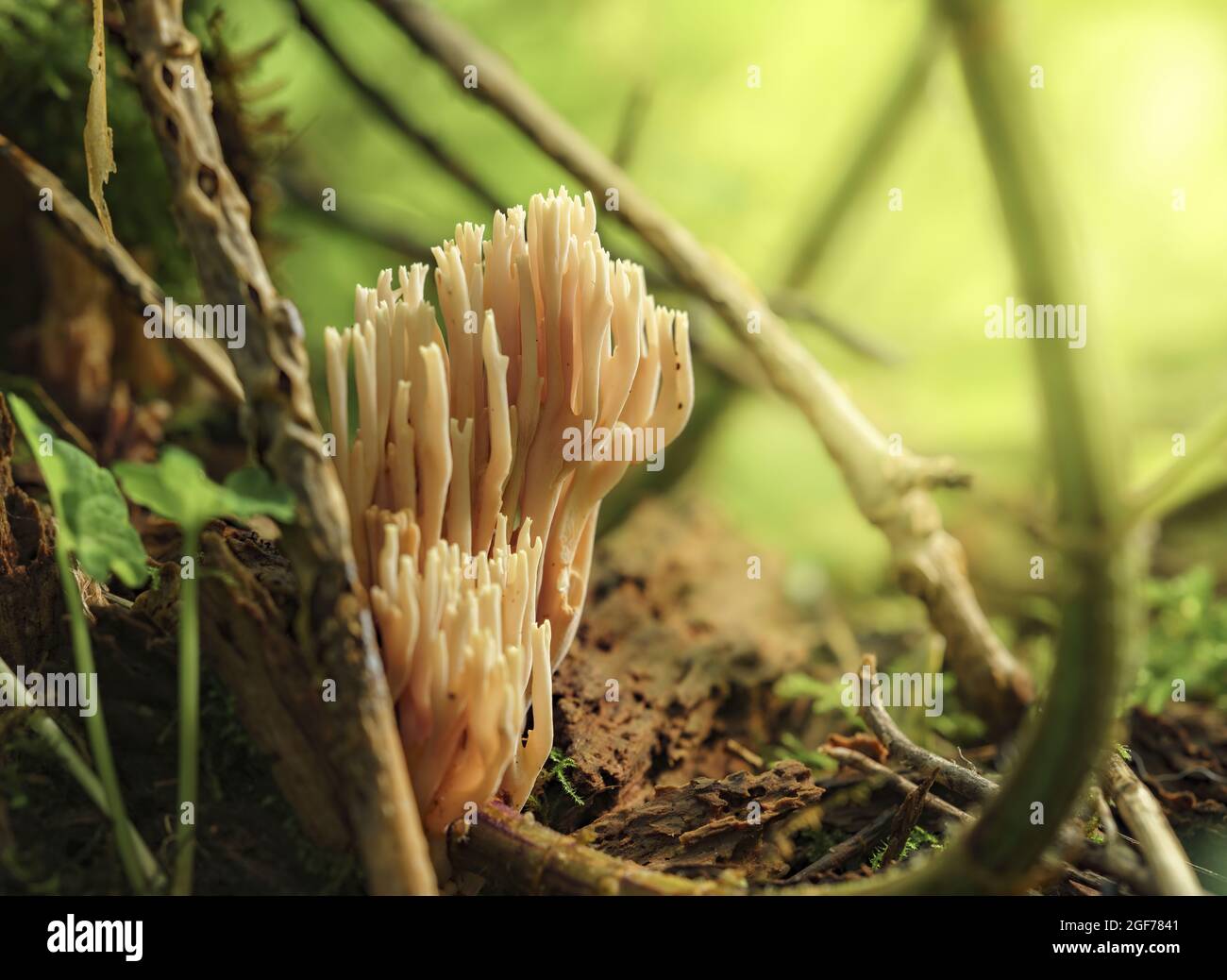 Closeup shot of the strict-branch coral Stock Photo