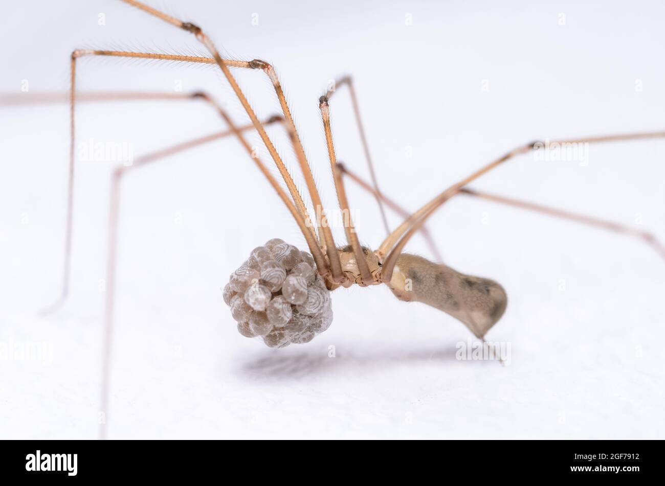 Female Daddy Long-legs Spider (Pholcus phalangioides) and eggs