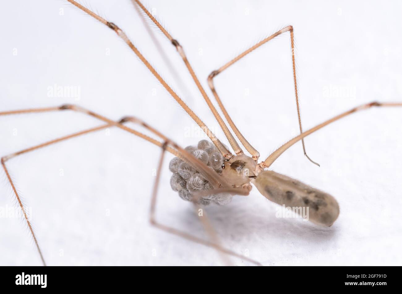 Female Daddy Long-legs Spider (Pholcus phalangioides) and eggs