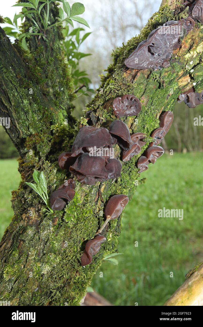 Judas ear (Auricularia auricula-judae) Mushrooms on old elder (Sambucus) trunk Allgaeu, Bavaria, Germany Stock Photo