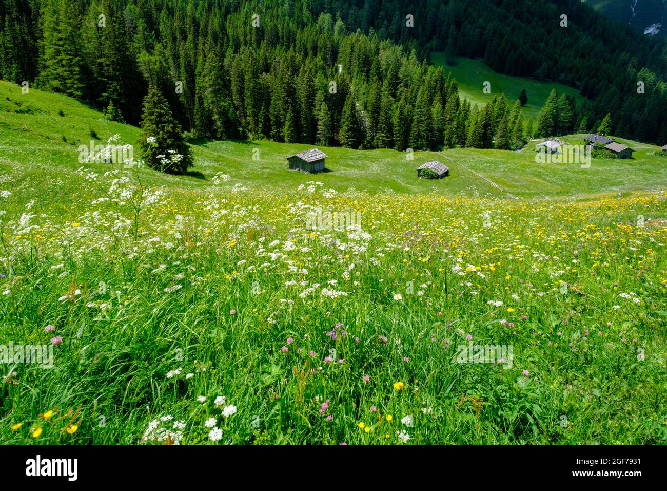 Alpine meadows of the Oberreinsalm, near Obernberg am Brenner, Obernberger Tal, Tyrol, Austria Stock Photo