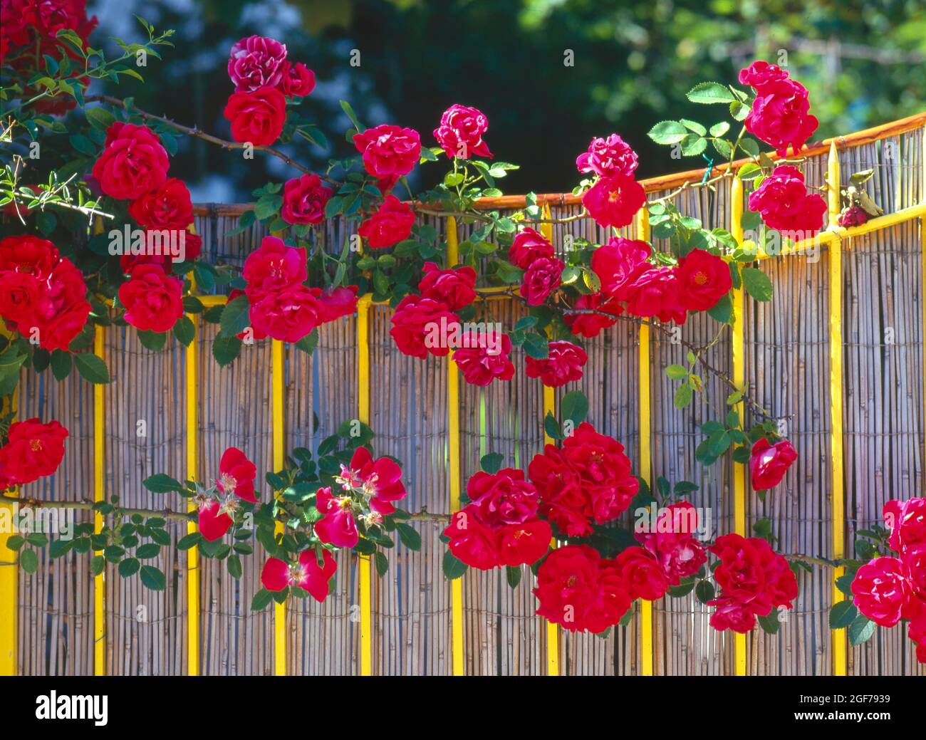 Summer rose flower hi-res stock photography and images - Alamy