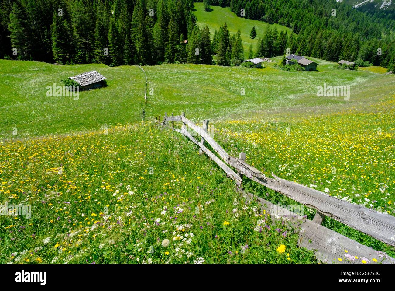 Alpine meadows of the Oberreinsalm, near Obernberg am Brenner, Obernberger Tal, Tyrol, Austria Stock Photo