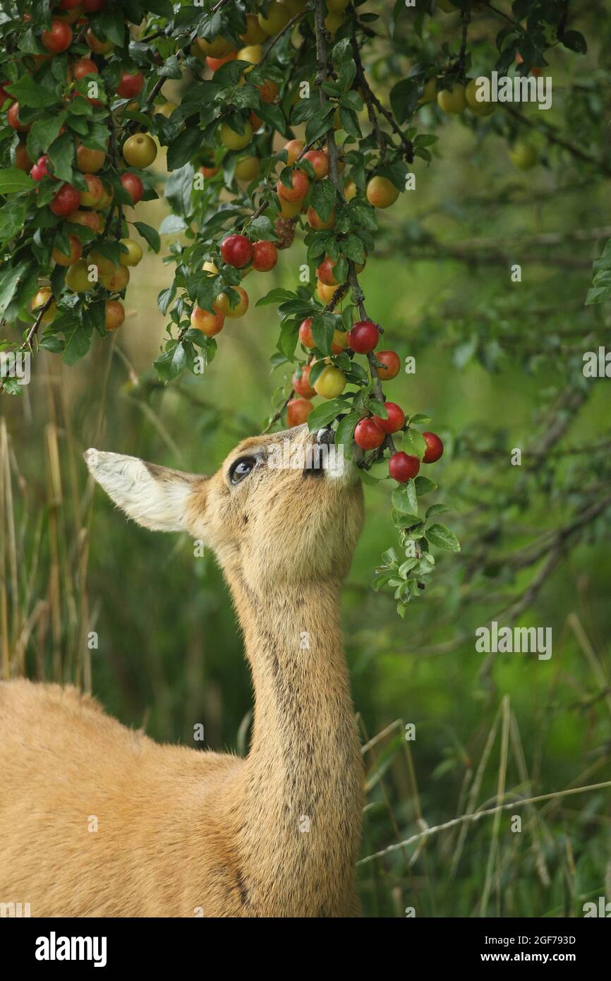 European roe deer (Capreolus capreolus) eating ripe fruits of ...