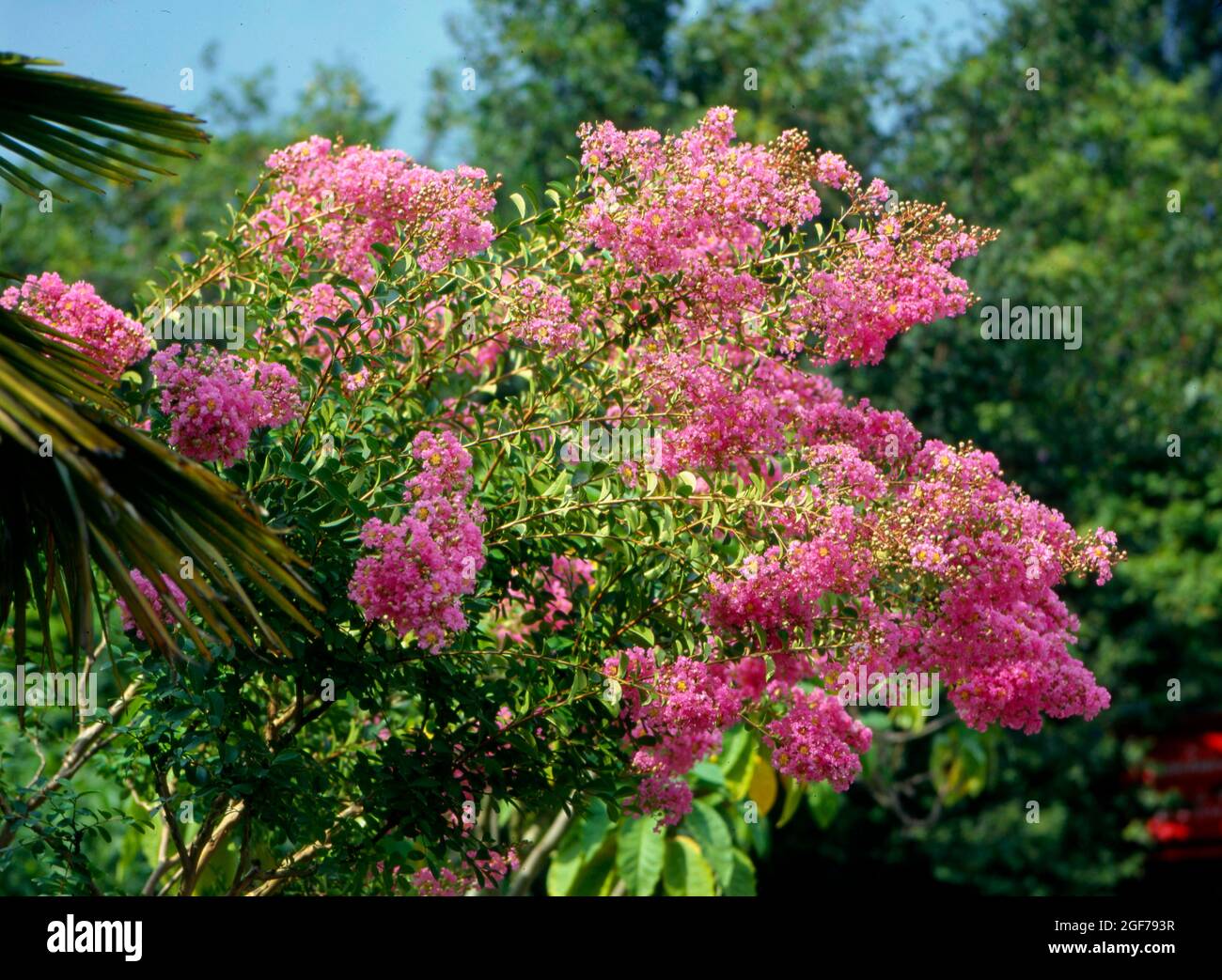 Panicle Hydrangea (Hydrangea paniculata) Stock Photo