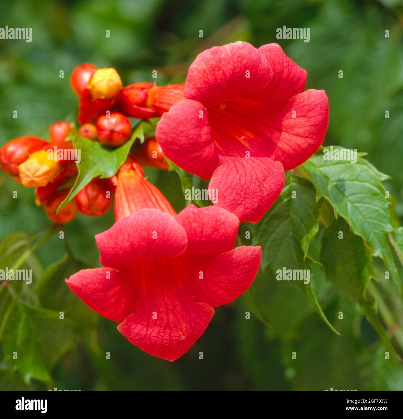 Climbing plant, trumpet flower (Campsis taglibuana), Madame Galen (Campsis x tagliabuana) Stock Photo