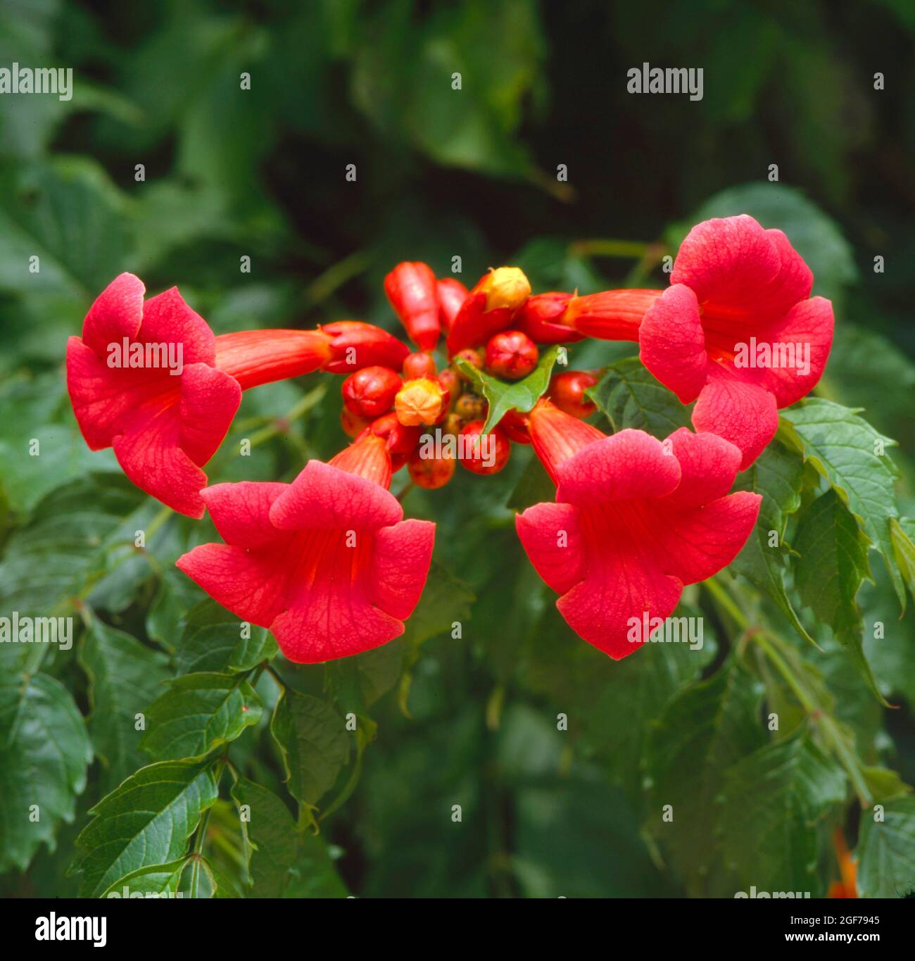 Climbing plant, trumpet flower (Campsis taglibuana), Madame Galen (Campsis x tagliabuana) Stock Photo