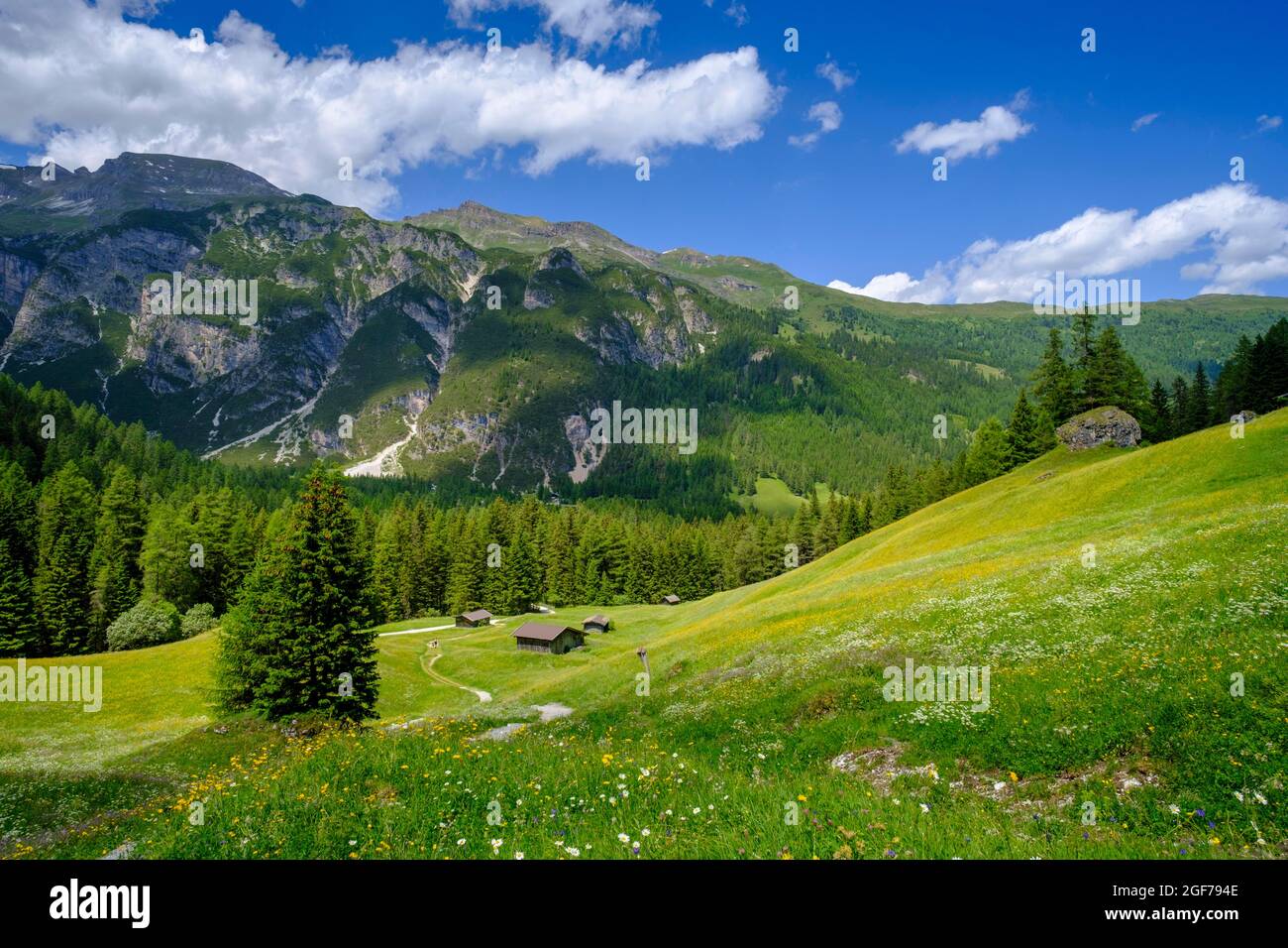 Alpine meadows of the Oberreinsalm, near Obernberg am Brenner, Obernberger Tal, Tyrol, Austria Stock Photo