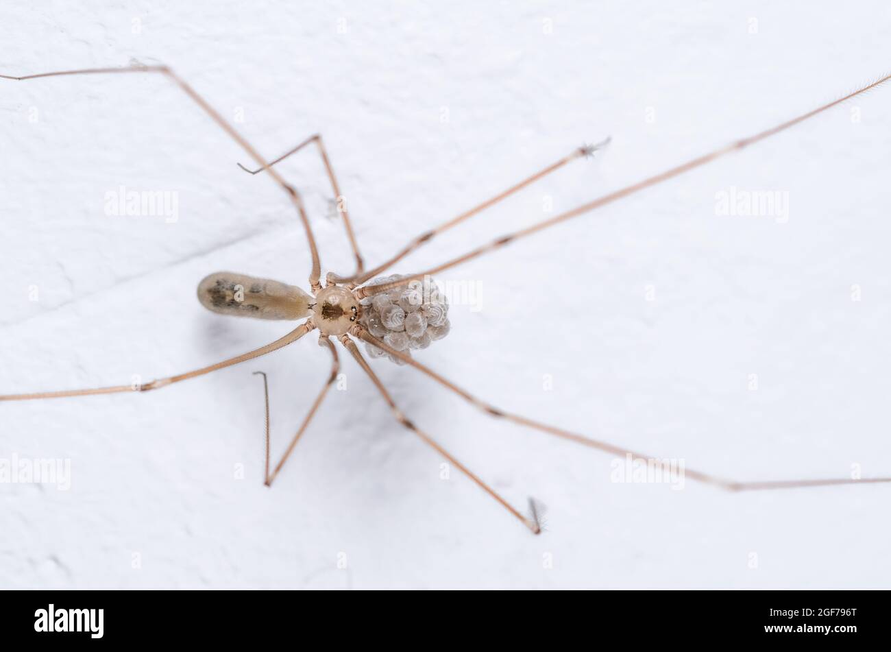 Female daddy long legs spider pholcus hi-res stock photography and