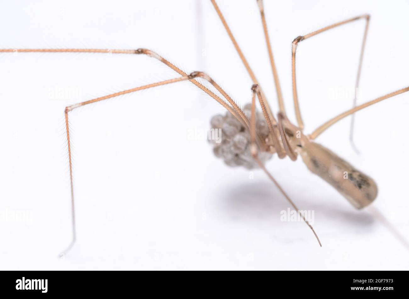 Female daddy long legs spider pholcus hi-res stock photography and