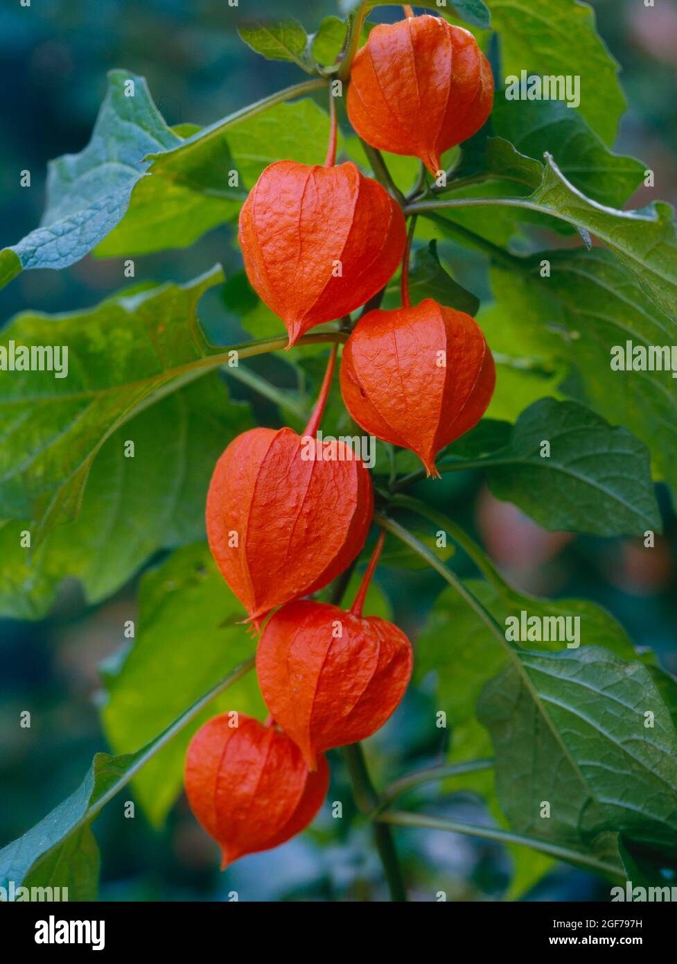 Bladder cherry (Physalis alkekengi Stock Photo Alamy