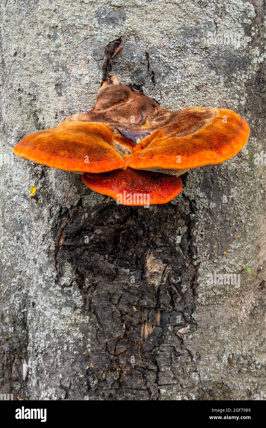Brown and orange fungus growing out of the side of a tree Stock Photo ...