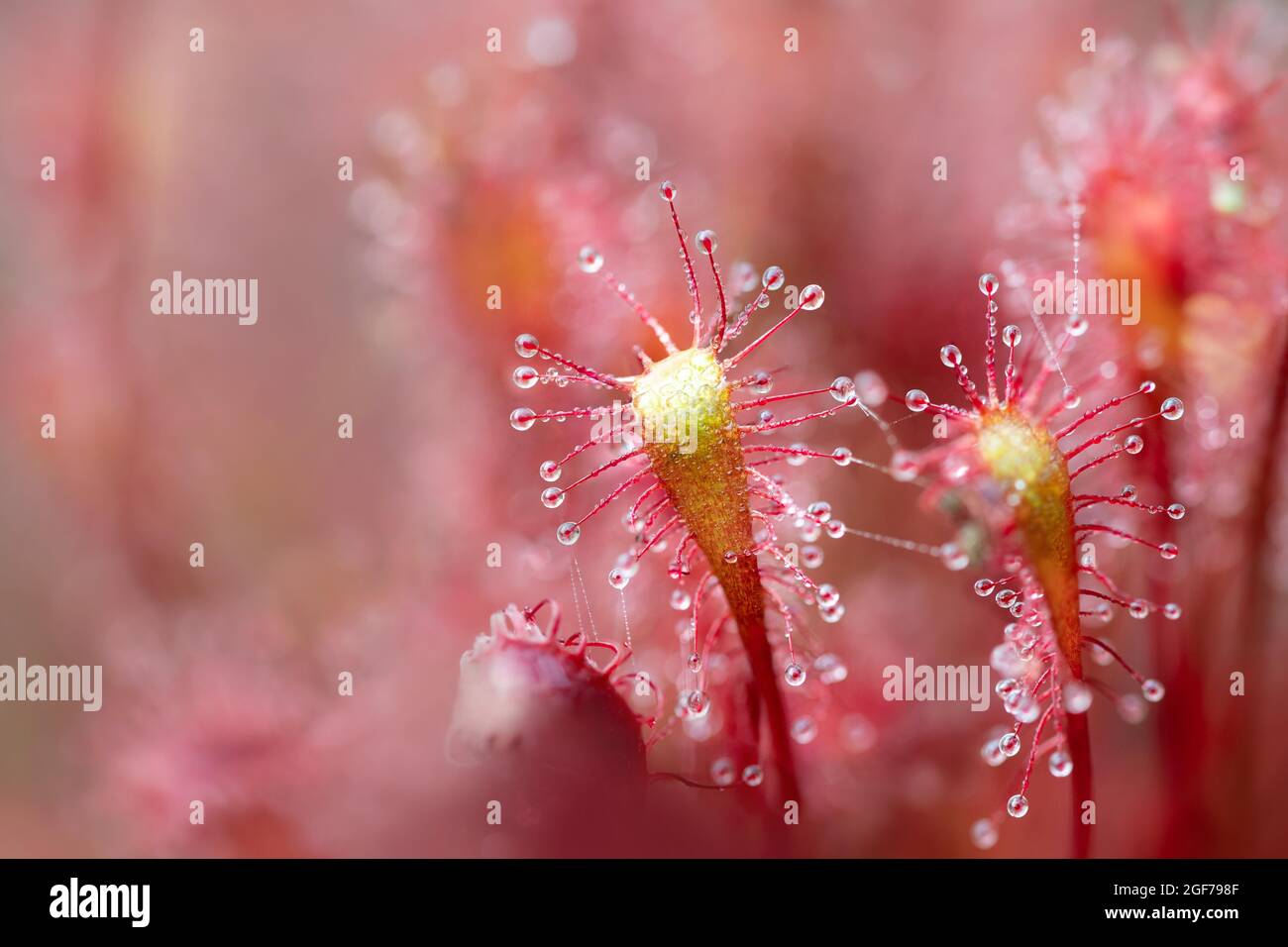 English sundew (Drosera anglica) (Syn.: Drosera longifolia), close-up, Esterweger Dose, Lower Saxony, Germany Stock Photo