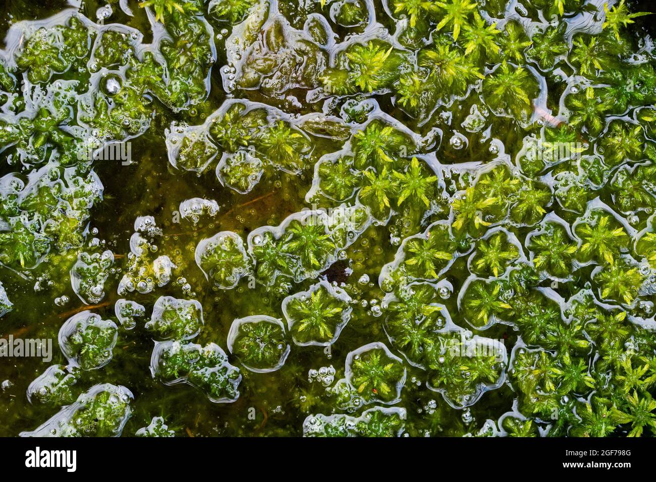 Peat moss (Sphagnum), from above in the water body, Esterweger Dose, Lower Saxony, Germany Stock Photo