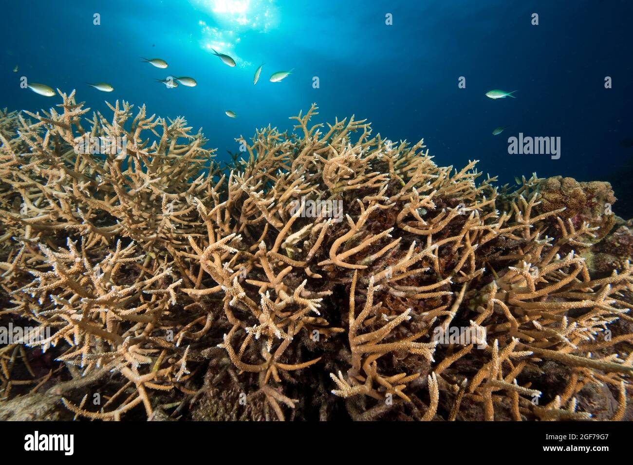 Dense branches of staghorn coral (Acropora cervicornis), Indian Ocean, Maldives Stock Photo