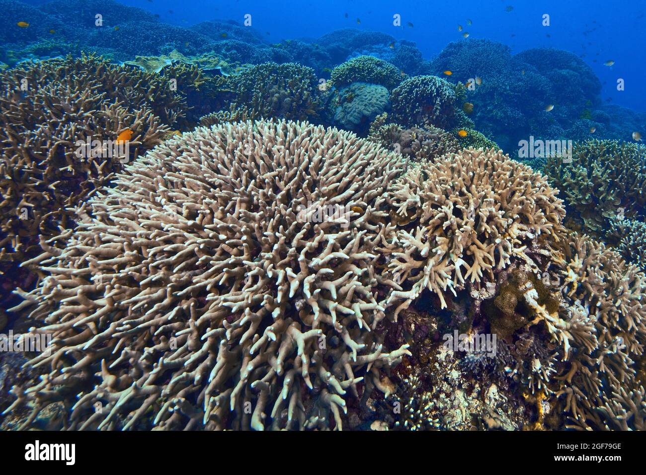 Large coral reef overgrown with small polyps (Acropora acuminata), Indo-Pacific, Pacific, Visayas, Philippines Stock Photo