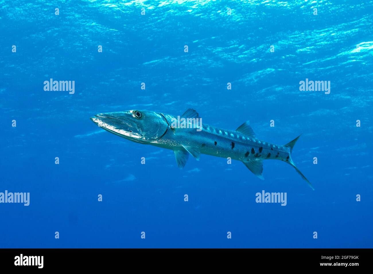 Individual Great barracuda (Sphyraena barracuda), Caribbean, Bahamas Stock Photo