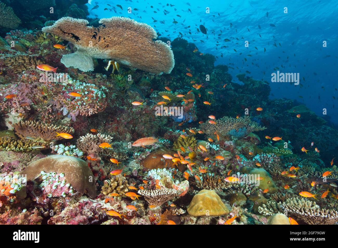 Hyacinth Table Coral (Acropora hyacinthus), various stony corals, jewelled flagfish (Pseudanthias squamipinnis) in coral reef, Indian Ocean, Maldives Stock Photo