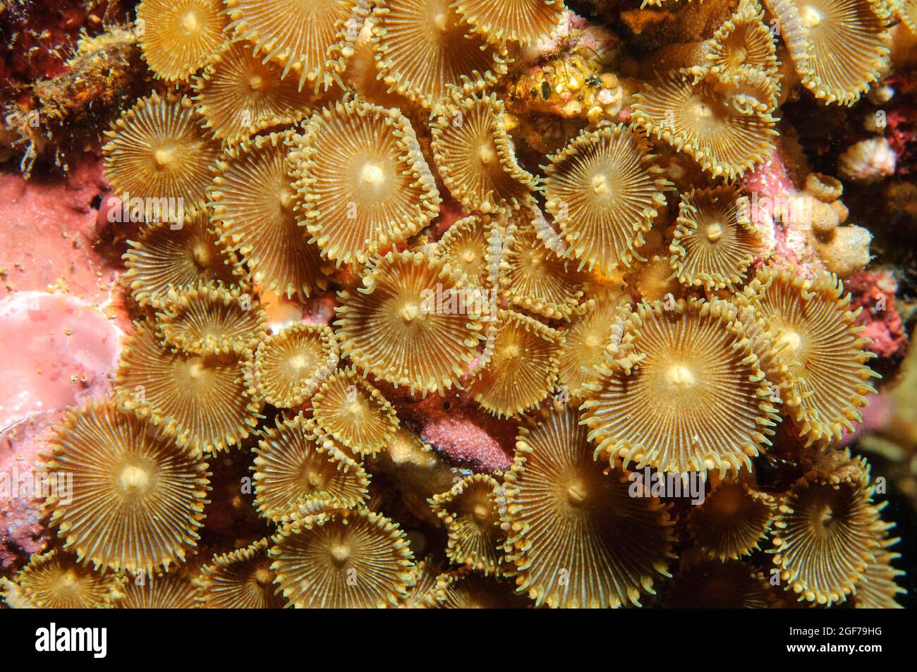 Button Coral (Palythoa mutuki), Indo-Pacific, Visayas, Philippines Stock Photo