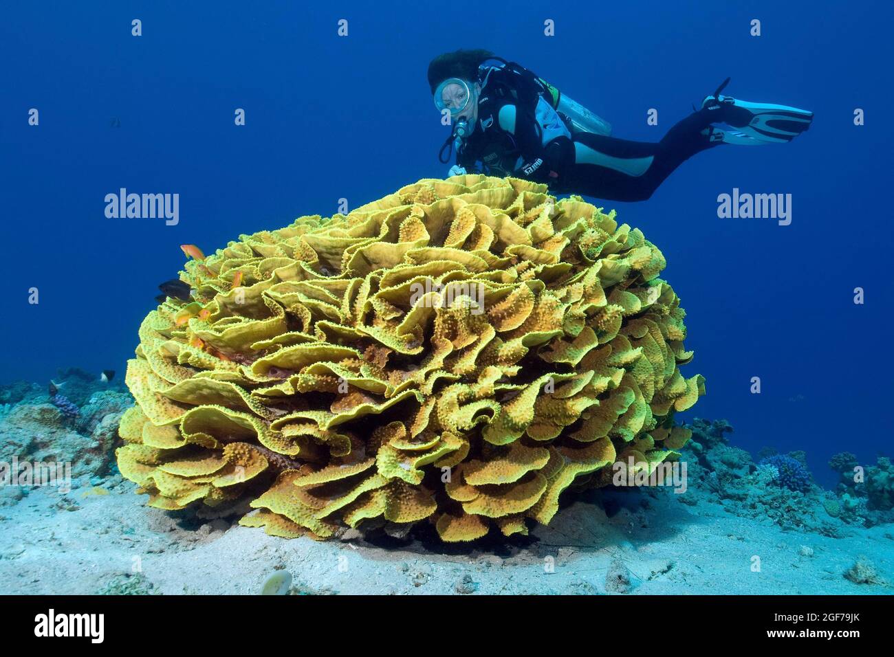 Yellow scroll coral (Turbinaria reniformis), Red Sea, Aqaba, Jordan Stock Photo