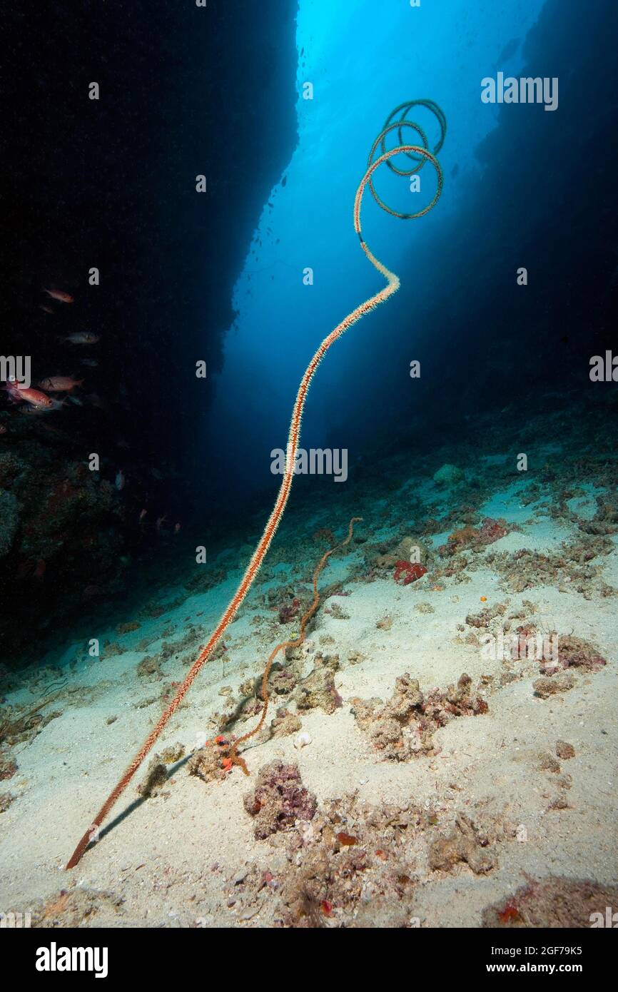 Spiral wire coral (Cirrhipathes spiralis), Indian Ocean, Maldives Stock  Photo - Alamy