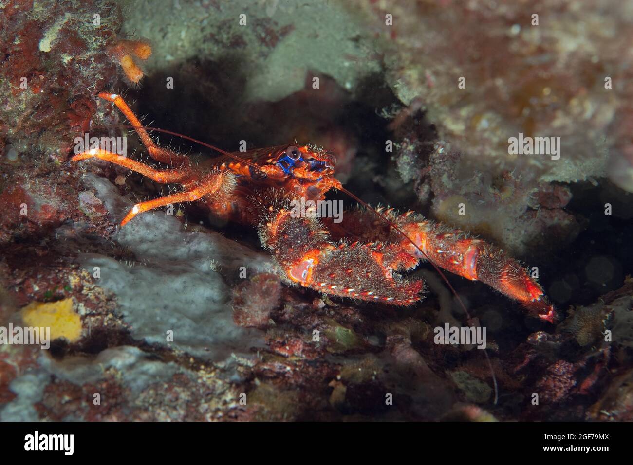Spinous squad lobster (Galathea strigosa) in hiding, Mediterranean Sea Stock Photo