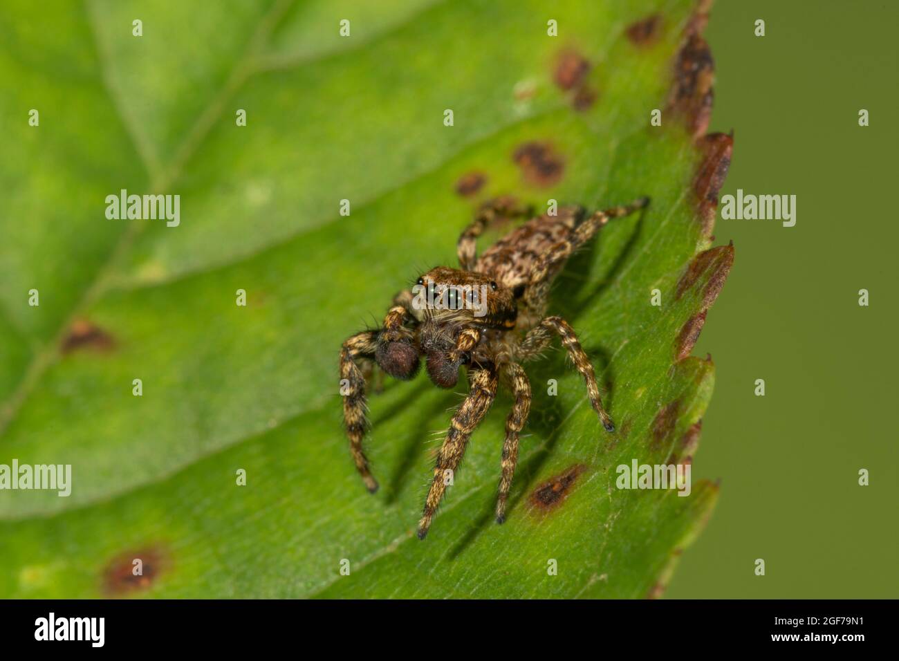 Fencepost jumper (Marpissa muscosa) Male portrait, Baden-Wuerttemberg, Germany Stock Photo