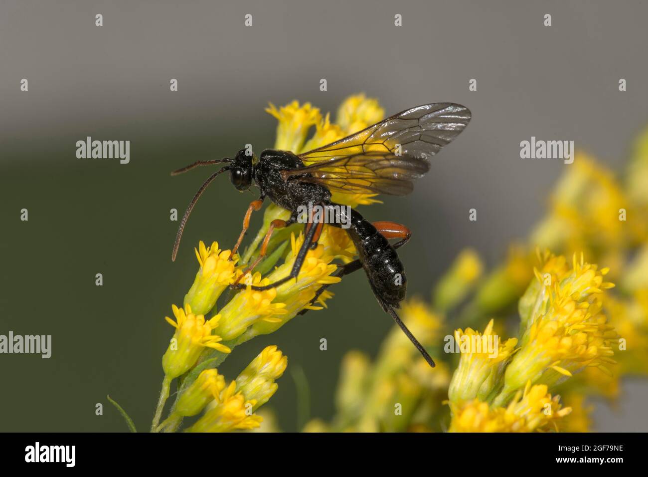 Black slip wasp (Pimpla rufipes) on Canada goldenrod (Solidago