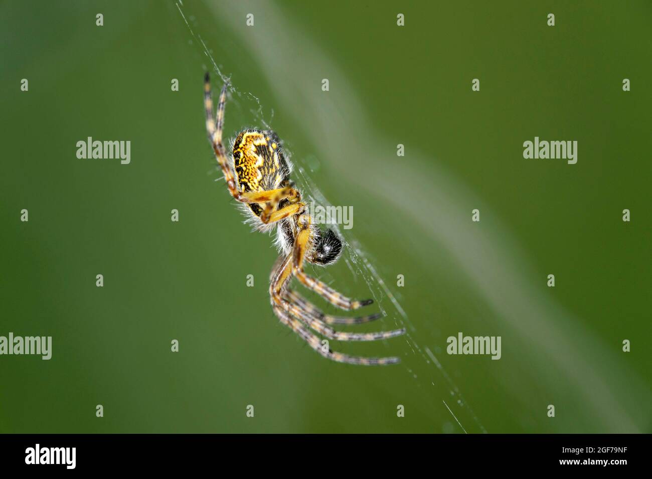 Oak spider (Aculepeira ceropegia), Valais, Switzerland Stock Photo