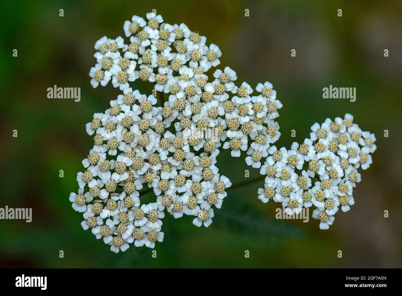 Common yarrow (Achillea millefolium), flower, Botanical Garden, Erlangen, Bavaria, Germany Stock Photo