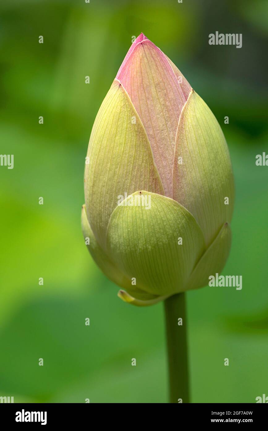 Bud of a lotus (Nelumbo) flower, Botanical Garden, Erlangen, Bavaria, Germany Stock Photo