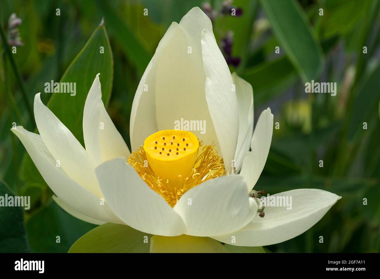 Blossom of a lotus (Nelumbo) flower, Botanical Garden, Erlangen, Bavaria, Germany Stock Photo