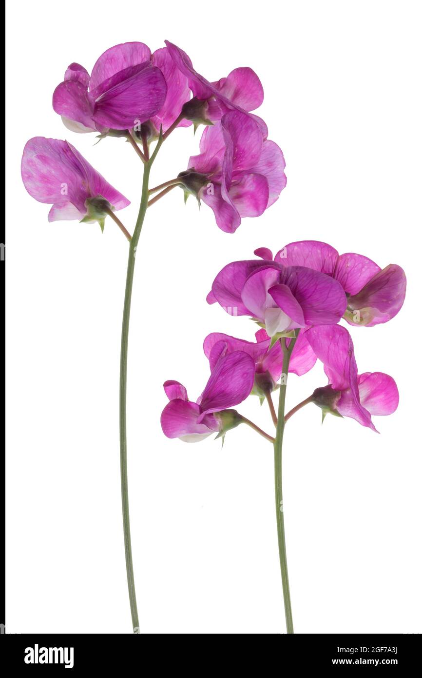 Flowers of a Vetch (Vicia) on a white background, studio shot, Germany Stock Photo