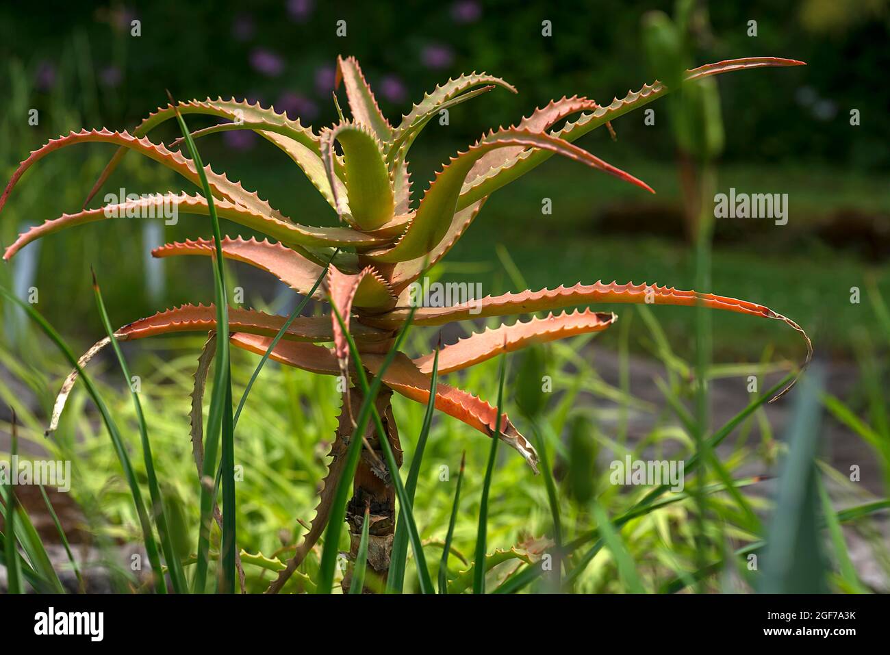 Krantz aloe (Aloe arborescens), Botanical Garden, Erlangen, Bavaria, Germany Stock Photo