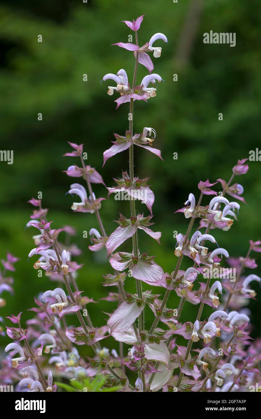 Clary (Salvia sclarea), Botanical Garden, Erlangen, Bavaria, Germany Stock Photo