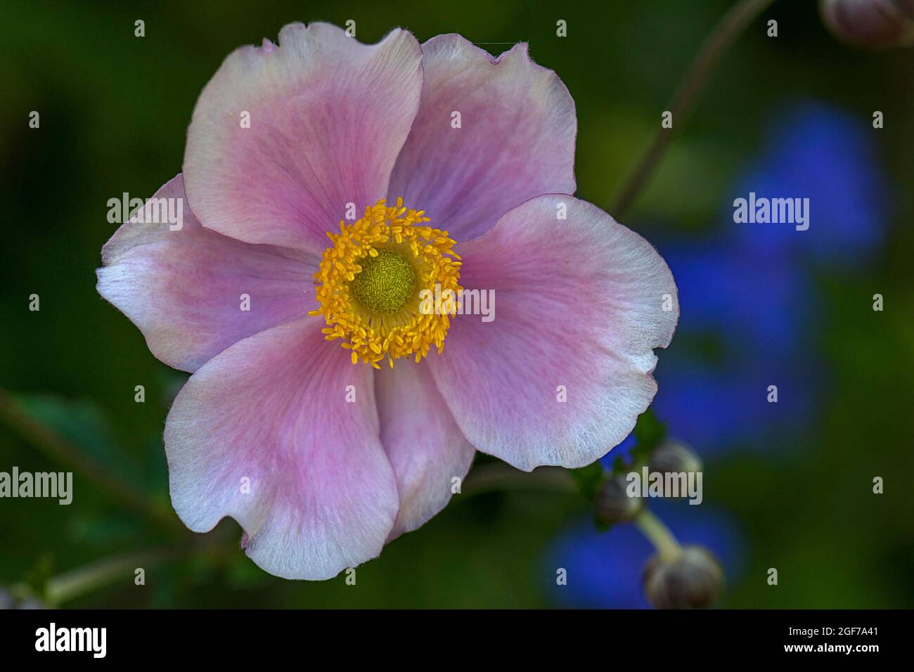 Chinese anemone (Anemone hupehensis), Bavaria, Germany Stock Photo