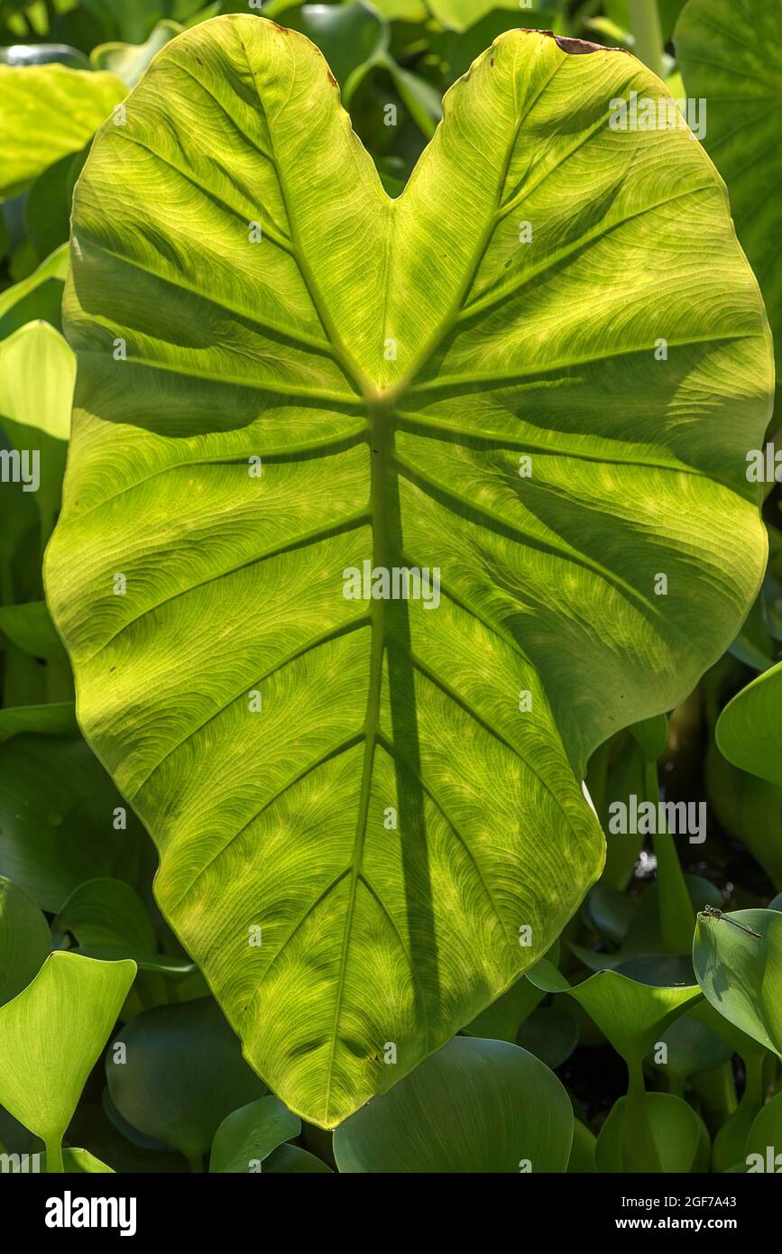 Taro (Colocasia esculenta) leaf structure, Botanical Garden, Erlangen, Bavaria, Germany Stock Photo