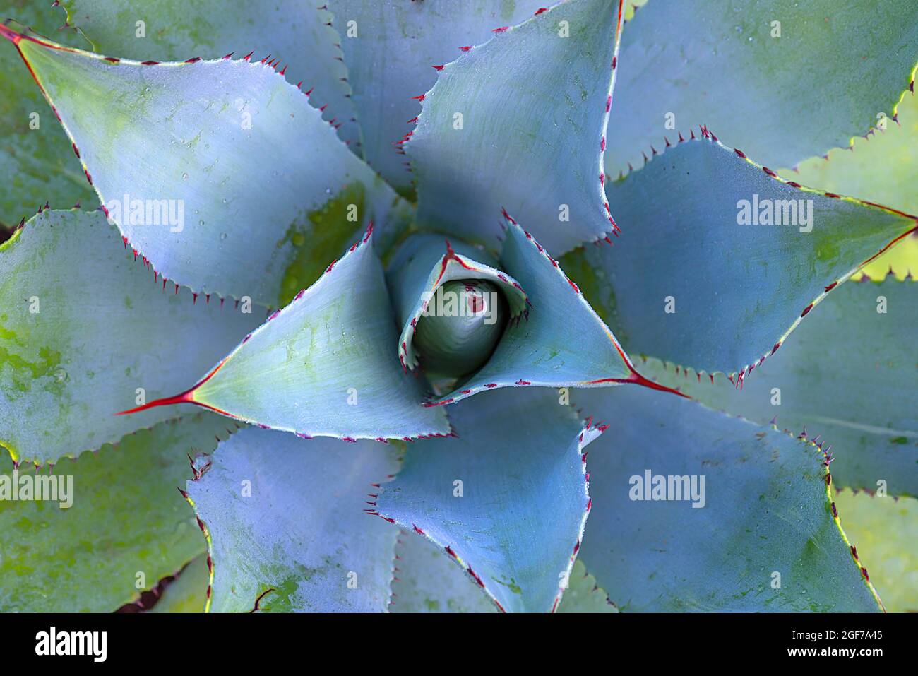 Aloes (Aloe), leaf rosette, growth form from above, Botanical Garden, Bavaria, Germany Stock Photo