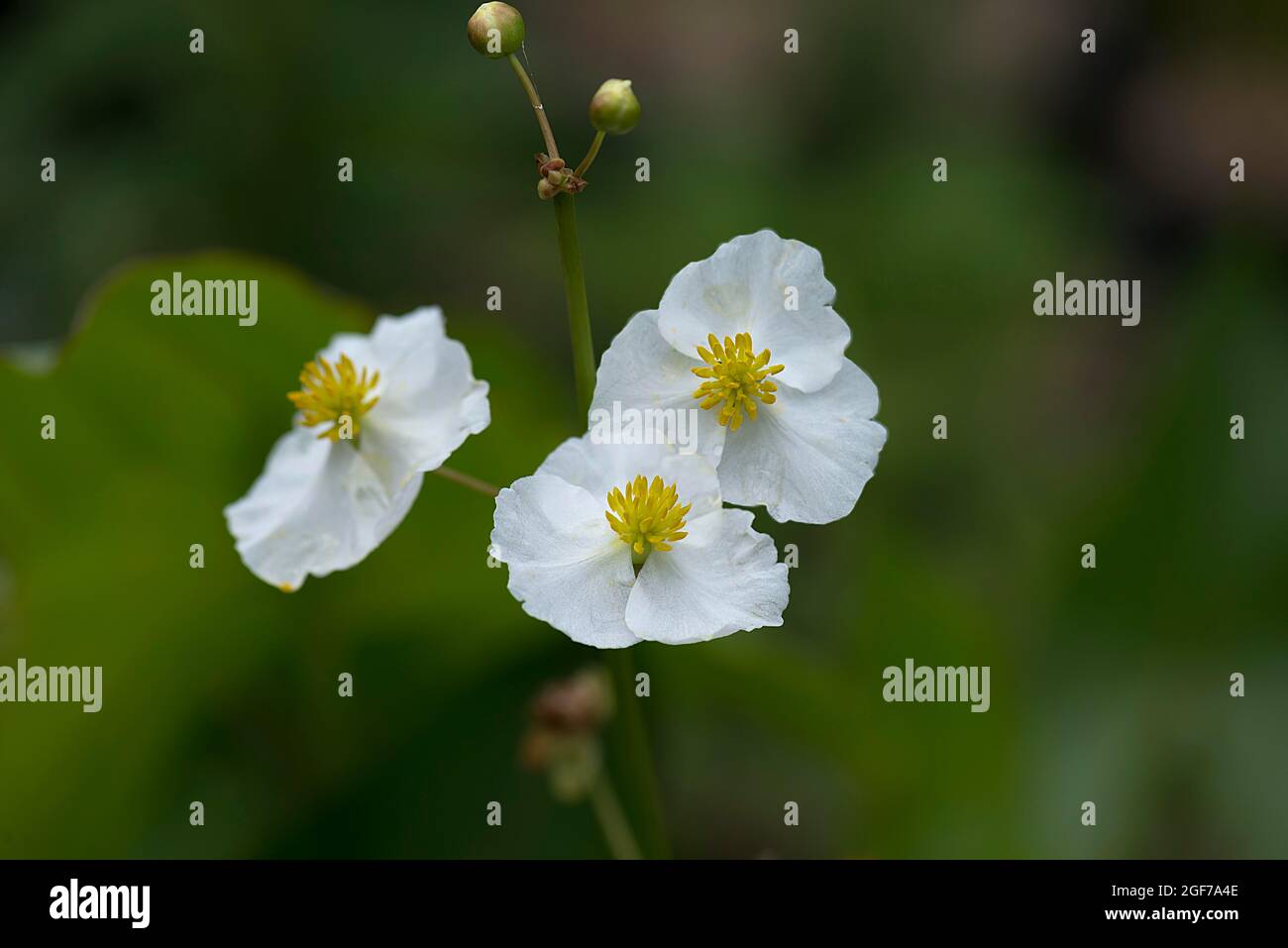 Flowers of broadleaved arrowhead (Sagittaria latifolia), Botanical