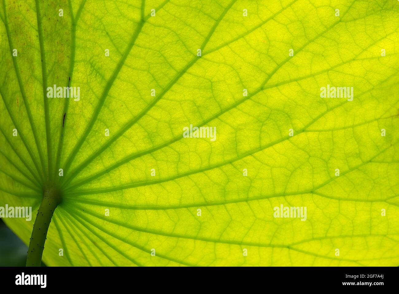 Structure of lotus (Nelumbo) leaf in backlight, Botanical Garden, Bavaria, Germany Stock Photo