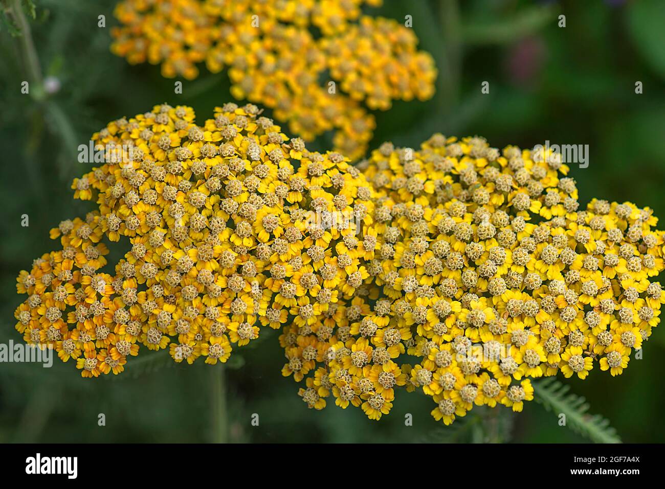 Yarrow (Achillea filipendulina), Botanical Garden, Erlangen, Germany Stock Photo