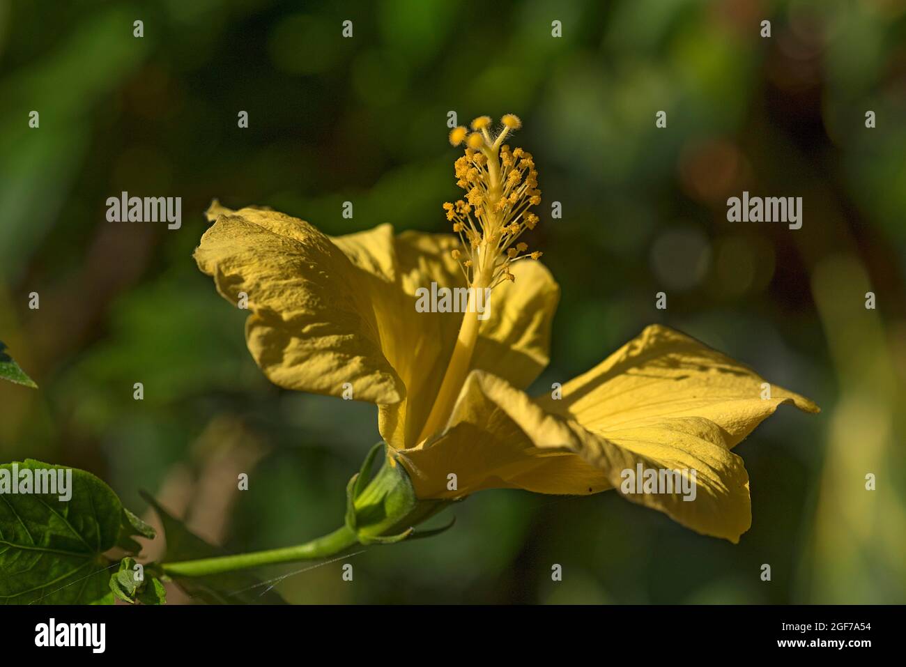 Yellow flower of Hibiscuses (Hibiscus), Botanical Garden, Erlangen, Bavaria, Germany Stock Photo