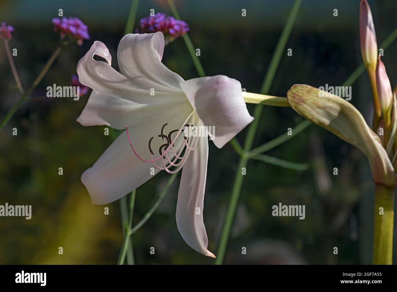 Belladonna lily (Amaryllis belladonna), Botanical Garden, Erlangen, Bavaria, Germany Stock Photo