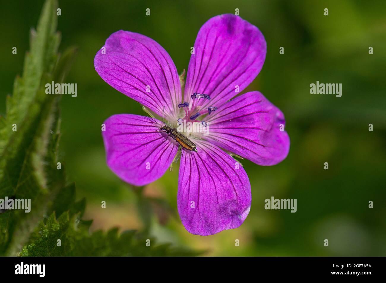 Flower of the blood-red Bloody cranesbill (Geranium sanguineum) with a beetle, Bavaria, Germany Stock Photo