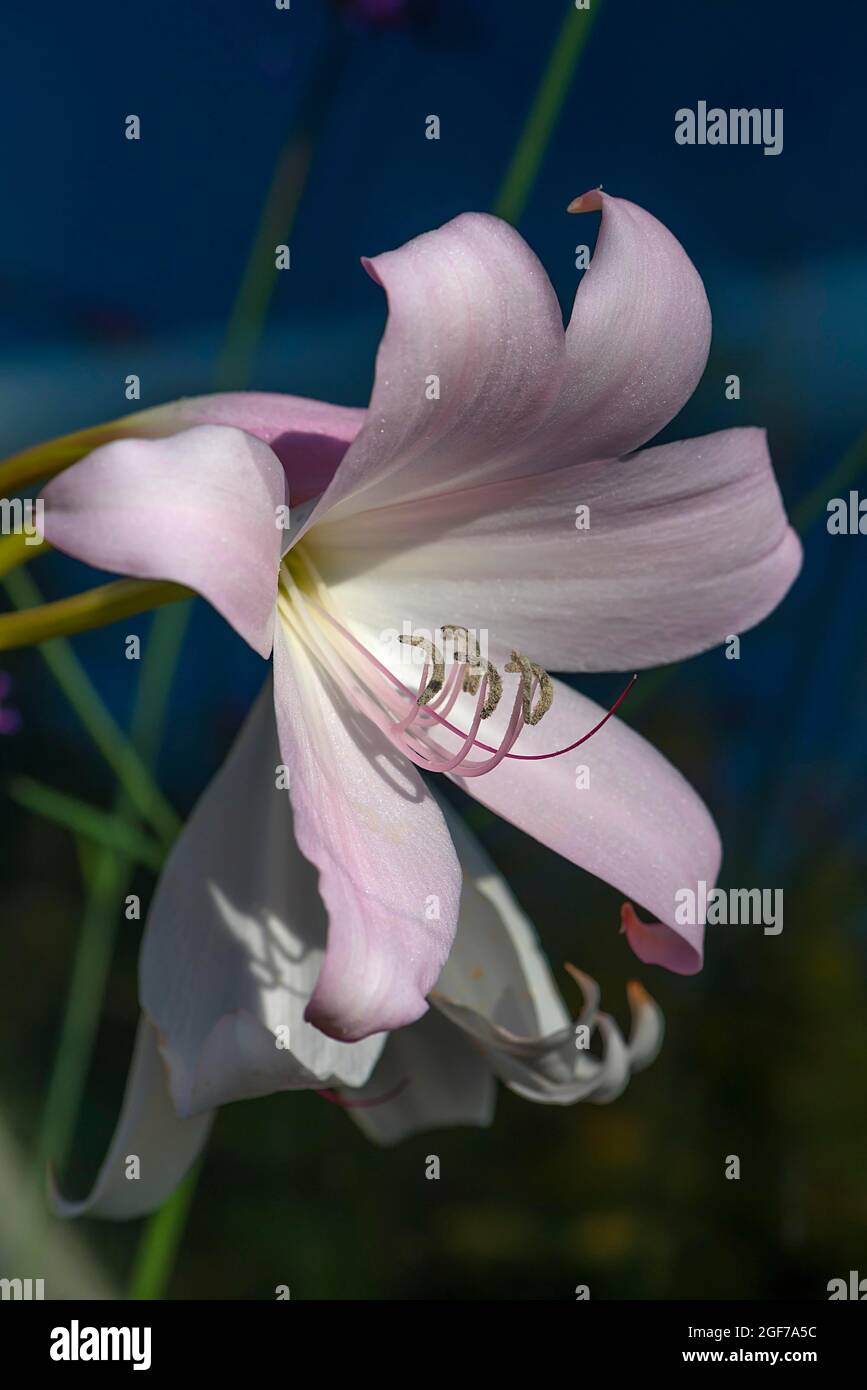 Belladonna lily (Amaryllis belladonna), Botanical Garden, Erlangen, Bavaria, Germany Stock Photo