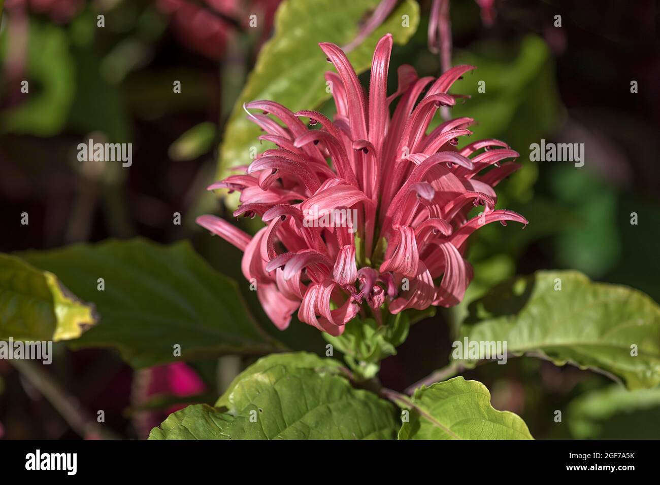 Brazilian Plume Flower (Justicia carnea), Botanical Garden, Erlangen, Bavaria, Germany Stock Photo